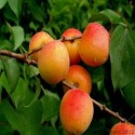 Apricot Kernel Oil (Prunus Armeniacas) - 30 ml