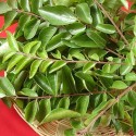 Curry Leaves Oil (Murraya Koenigii) - 10 ml