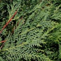 Cypress Oil (Cupressus Sampervirens) - 10 ml