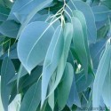 Eucalyptus Oil (Eucalyptus Globulus) - 100 ml