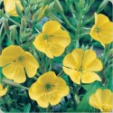 Evening Primrose Oil (Oenothers Biennis) - 60 ml