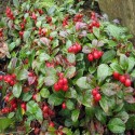 Gaultheria Oil (Wintergreen) - 100 ml