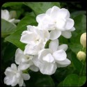 Jasmine Blend (Jasminum Grandiflorum) - 5 ml