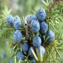 Juniper Berry Oil (Juniperus Communis) - 10 ml