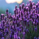 Lavender Oil (Lavendula Angustifolia) - 5 ml