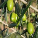 Olive Oil (Olea Europaea) - 100 ml