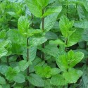 Peppermint Oil (Mentha Piperata) - 10 ml