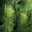 Pine Needle Oil (Pinus Sylvestris) - 10 ml