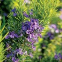 Rosemary Oil (Rosmarinus Officinalis) - 10 ml