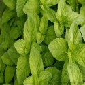 Spearmint Oil (Mentha Spicata) - 10 ml