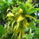 Ylang-Ylang Oil (Cananga Odorata) - 5 ml